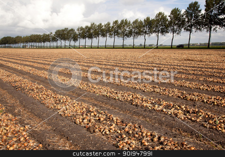 To use this stock image in your creative project, please select the size you need over to the right and click the "Add to Cart" button.
Your downloaded image will come with the Cutcaster watermark removed so don’t worry about the watermark you see on this page. onions ready to be harvested on a field in Holland stock photo, onions ready to be harvested on a field in Holland in Haarlemmermeer by anton havelaar