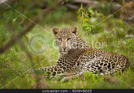 Leopard laying leopard laying stock photo, leopard in masai mara, looking in camera by faabi