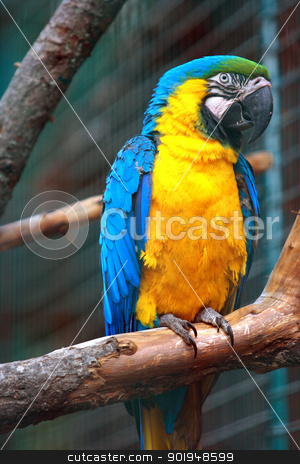 To use this stock image in your creative project, please select the size you need over to the right and click the "Add to Cart" button.
Your downloaded image will come with the Cutcaster watermark removed so don’t worry about the watermark you see on this page. parrot stock photo, Beautiful parrot on a branch by Oleksandr Pakhay