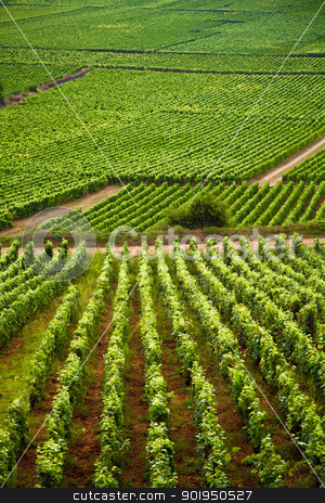 To use this stock image in your creative project, please select the size you need over to the right and click the "Add to Cart" button.
Your downloaded image will come with the Cutcaster watermark removed so don’t worry about the watermark you see on this page. Vineyards in Gevrey chambertin burgundy France stock photo, Vineyards in Gevrey chambertin burgundy France by Christophe Rolland