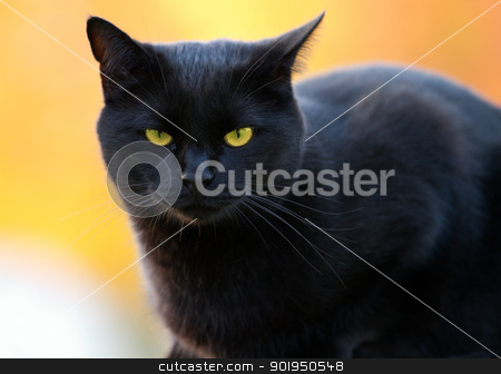 To use this stock image in your creative project, please select the size you need over to the right and click the "Add to Cart" button.
Your downloaded image will come with the Cutcaster watermark removed so don’t worry about the watermark you see on this page. portrait of a black cat stock photo, portrait of a black cat on a blurry background by Christophe Rolland