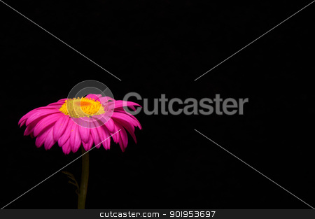 Daisy In The Corner Daisy In The Corner stock photo, A lone painted daisy on a black background by Joe Tabb
