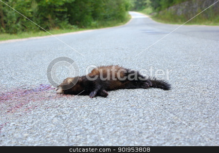 Dead ferret on the road dead ferret on the road stock photo, dead ferret (mustela putorius) was hit by a car while passing a mountain road by coroiu octavian