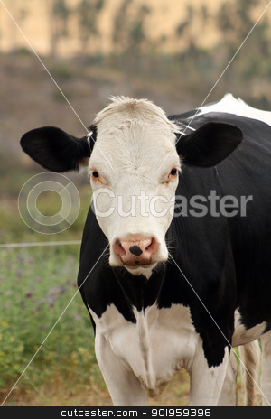 To use this stock image in your creative project, please select the size you need over to the right and click the "Add to Cart" button.
Your downloaded image will come with the Cutcaster watermark removed so don’t worry about the watermark you see on this page. Front of a Cow stock photo, A black and white Hershey Cow in a farmers pasture in Cotacachi, Ecuador by Robert Hamm