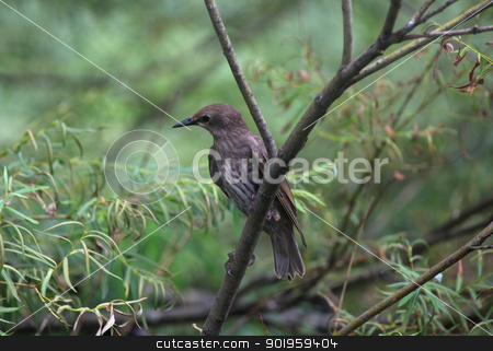 To use this stock image in your creative project, please select the size you need over to the right and click the "Add to Cart" button.
Your downloaded image will come with the Cutcaster watermark removed so don’t worry about the watermark you see on this page. Starling bird stock photo, European starling bird on the branch by Sreedhar Yedlapati