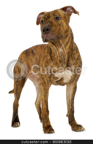 Dog on white background Dog on white background stock photo, Staffordshire terrier dog standing on a clean white background
by Lars Christensen
