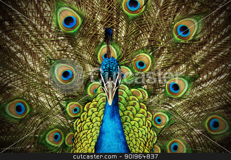 To use this stock image in your creative project, please select the size you need over to the right and click the "Add to Cart" button.
Your downloaded image will come with the Cutcaster watermark removed so don’t worry about the watermark you see on this page. Peacock 2 stock photo, A peacock shows his tailfeathers. by Joe Tabb