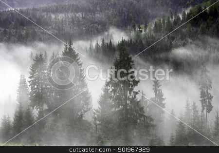 To use this stock image in your creative project, please select the size you need over to the right and click the "Add to Cart" button.
Your downloaded image will come with the Cutcaster watermark removed so don’t worry about the watermark you see on this page. spruces in the mist stock photo, mountain forest covered by the morning mist by coroiu octavian