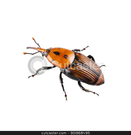 To use this stock image in your creative project, please select the size you need over to the right and click the "Add to Cart" button.
Your downloaded image will come with the Cutcaster watermark removed so don’t worry about the watermark you see on this page. red palm weevil stock photo, red palm weevil isolated on white background by paulrommer
