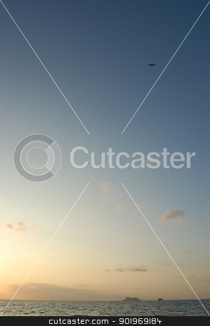 To use this stock image in your creative project, please select the size you need over to the right and click the "Add to Cart" button.
Your downloaded image will come with the Cutcaster watermark removed so don’t worry about the watermark you see on this page. Frigate bird flying above the Pacific Ocean stock photo, Frigate bird flying high above the sea in the Galapagos Islands by Sarah Marchant