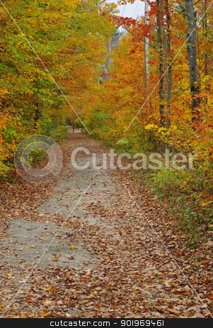To use this stock image in your creative project, please select the size you need over to the right and click the "Add to Cart" button.
Your downloaded image will come with the Cutcaster watermark removed so don’t worry about the watermark you see on this page. Fall in Vermont stock photo, Fall foliage surrounding a walking path. by Amanda Perkins