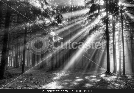 Conifer forest in fog conifer forest in fog stock photo, Image of the conifer forest in the early morning - a film of mist by Siloto