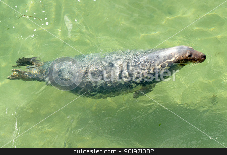 To use this stock image in your creative project, please select the size you need over to the right and click the "Add to Cart" button.
Your downloaded image will come with the Cutcaster watermark removed so don’t worry about the watermark you see on this page. North Atlantic seal in St. Ives harbour, Cornwall UK. stock photo, North Atlantic seal in St. Ives harbour, Cornwall UK. by Stephen Rees