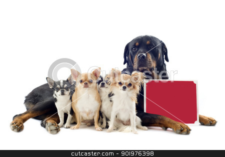 Rottweiler and chihuahuas rottweiler and chihuahuas stock photo, portrait of a purebred rottweiler and chihuahuas with a placard in front of white background by Bonzami Emmanuelle