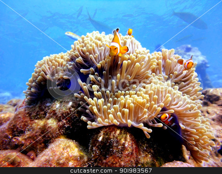 To use this stock image in your creative project, please select the size you need over to the right and click the "Add to Cart" button.
Your downloaded image will come with the Cutcaster watermark removed so don’t worry about the watermark you see on this page. Family Clown Anemonefish at Similan,Thailand stock photo, Family Clown Anemonefish at Similan,Thailand by boulemon