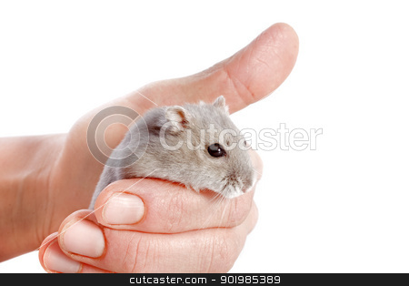 To use this stock image in your creative project, please select the size you need over to the right and click the "Add to Cart" button.
Your downloaded image will come with the Cutcaster watermark removed so don’t worry about the watermark you see on this page. Djungarian hamster stock photo, portrait of a cute Djungarian hamster in an hand in front of white background by Bonzami Emmanuelle