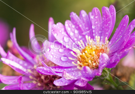 New York aster or Michaelmas daisy New York aster or Michaelmas daisy stock photo, New York aster or Michaelmas daisy with waterdrops flowering in autumn sunshine by Colette Planken-Kooij