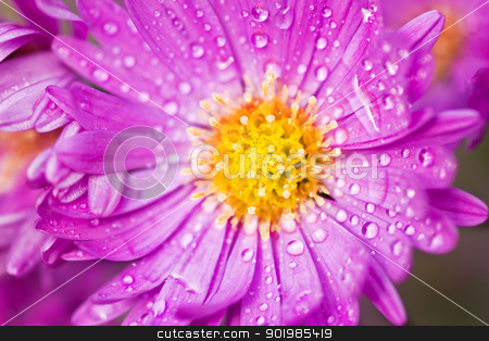 To use this stock image in your creative project, please select the size you need over to the right and click the "Add to Cart" button.
Your downloaded image will come with the Cutcaster watermark removed so don’t worry about the watermark you see on this page. Close up of New York aster stock photo, Close up of New York aster or Michaelmas daisy flowering in autumn sunshine by Colette Planken-Kooij