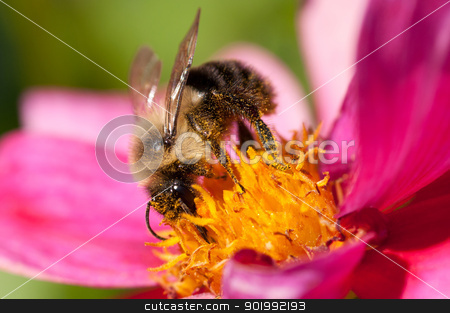 Bee 17 Bee 17 stock photo, A bee is covered with pollen. by Joe Tabb