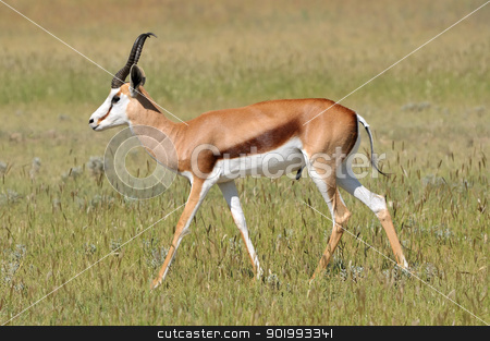 Springbok in the Etosha National Park 4 Springbok in the Etosha National Park 4 stock photo, Solitary Springbok in the Etosha National Park by Grobler du Preez