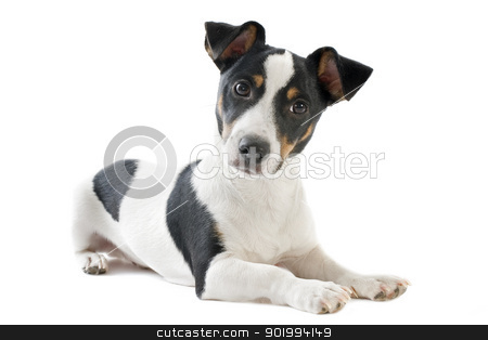 To use this stock image in your creative project, please select the size you need over to the right and click the "Add to Cart" button.
Your downloaded image will come with the Cutcaster watermark removed so don’t worry about the watermark you see on this page. puppy jack russel terrier stock photo, portrait of a purebred puppy jack russel terrier in studio by Bonzami Emmanuelle