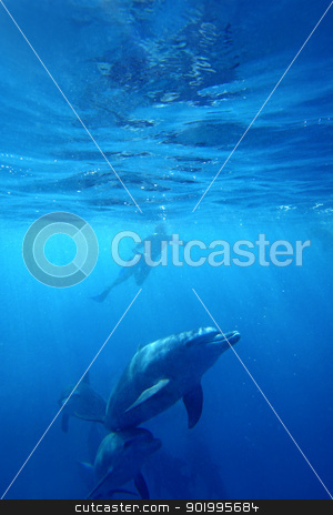 Wild Dolphins Wild Dolphins stock photo, Wild Dolphins swimming in blue ocean in Zanzibar by Kjersti Jorgensen