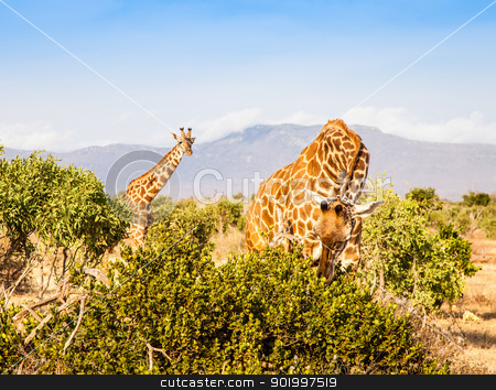 Free Giraffe in Kenya Free Giraffe in Kenya stock photo, Kenya, Tsavo East National Park. Free giraffe in sunset light. by Perseomedusa