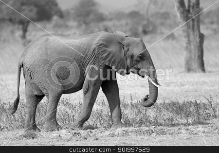 Wild Elephant Wild Elephant stock photo, Wild Elephant in the Savannah in Mikumi, Tanzania by Kjersti Jorgensen