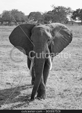 To use this stock image in your creative project, please select the size you need over to the right and click the "Add to Cart" button.
Your downloaded image will come with the Cutcaster watermark removed so don’t worry about the watermark you see on this page. Wild Elephant stock photo, Wild Elephant in the Savannah in Mikumi, Tanzania by Kjersti Jorgensen