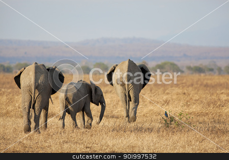 To use this stock image in your creative project, please select the size you need over to the right and click the "Add to Cart" button.
Your downloaded image will come with the Cutcaster watermark removed so don’t worry about the watermark you see on this page. Wild Elephant stock photo, Wild Elephant in the Savannah in Mikumi, Tanzania by Kjersti Jorgensen