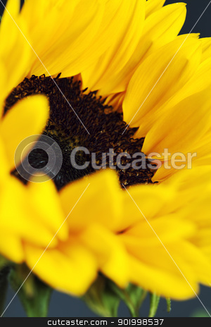 To use this stock image in your creative project, please select the size you need over to the right and click the "Add to Cart" button.
Your downloaded image will come with the Cutcaster watermark removed so don’t worry about the watermark you see on this page. sunflower stock photo, Flowers background with beautiful sunflowers by klenova