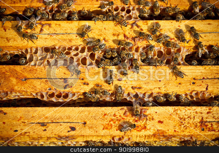 Worker bees Worker bees stock photo, Many worker bees on honeycomb by Grafvision