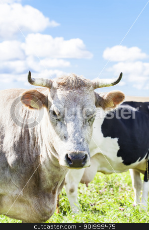 To use this stock image in your creative project, please select the size you need over to the right and click the "Add to Cart" button.
Your downloaded image will come with the Cutcaster watermark removed so don’t worry about the watermark you see on this page. Cows graze in the meadow near to the farm stock photo, Cows graze in the meadow near to the farm by ARNIS LAZDINS