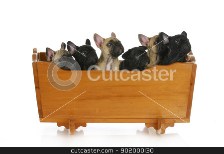 Litter of puppies litter of puppies stock photo, litter of puppies - french bulldog puppies in a cradle - 8 weeks old by John McAllister