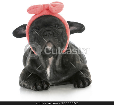 To use this stock image in your creative project, please select the size you need over to the right and click the "Add to Cart" button.
Your downloaded image will come with the Cutcaster watermark removed so don’t worry about the watermark you see on this page. cute puppy stock photo, cute female puppy - french bulldog puppy wearing pink head band making silly face - 8 weeks old by John McAllister