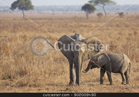 To use this stock image in your creative project, please select the size you need over to the right and click the "Add to Cart" button.
Your downloaded image will come with the Cutcaster watermark removed so don’t worry about the watermark you see on this page. Wild Elephant stock photo, Wild Elephant in the Savannah in Mikumi, Tanzania by Kjersti Jorgensen