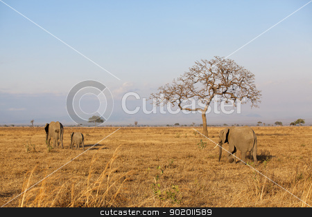 Wild Elephant Wild Elephant stock photo, Wild Elephant in the Savannah in Mikumi, Tanzania by Kjersti Jorgensen