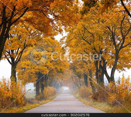 Fall road. Fall road. stock photo, Autumn - road with colorful, vibrant maple trees. Fall in Poland. by Piotr Skubisz