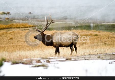 To use this stock image in your creative project, please select the size you need over to the right and click the "Add to Cart" button.
Your downloaded image will come with the Cutcaster watermark removed so don’t worry about the watermark you see on this page. Bull Elk in the Mist stock photo, Bull Elk in the mists of Yellowstone Park, Wyoming USA by emattil