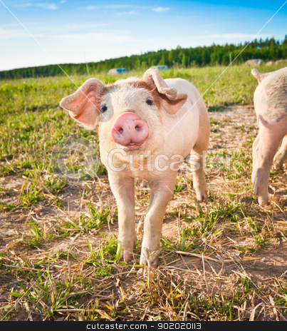 To use this stock image in your creative project, please select the size you need over to the right and click the "Add to Cart" button.
Your downloaded image will come with the Cutcaster watermark removed so don’t worry about the watermark you see on this page. Baby pig stock photo, A baby pig on a pigfarm in Dalarna, Sweden by Tommy Alsén