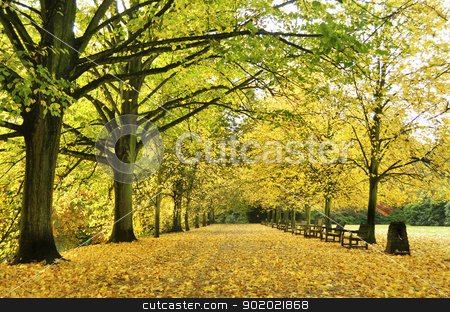 To use this stock image in your creative project, please select the size you need over to the right and click the "Add to Cart" button.
Your downloaded image will come with the Cutcaster watermark removed so don’t worry about the watermark you see on this page. autumn alley stock photo, Beautiful autumn yellow lane in the forest good for wallpaper by Tudor Antonel adrian