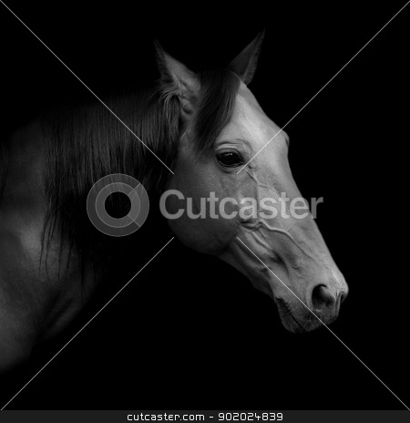 Russian trotter Russian trotter stock photo, Beautiful Russian trotter named Rur - prize winner of the St. Petersburg International Horse Exhibition