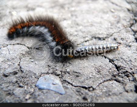 To use this stock image in your creative project, please select the size you need over to the right and click the "Add to Cart" button.
Your downloaded image will come with the Cutcaster watermark removed so don’t worry about the watermark you see on this page. Caterpillar eats other insect stock photo, Caterpillar eats other insect by Stoyanov