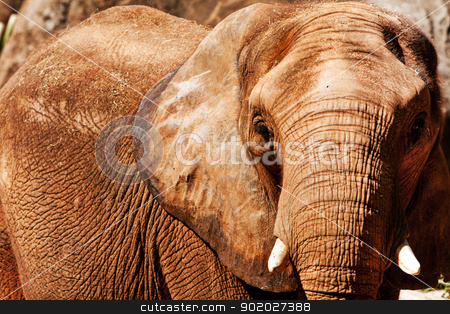 Elephant face Elephant face stock photo, Face of Beautiful endangered African elephant with short ivory tusks. by Paul Hakimata