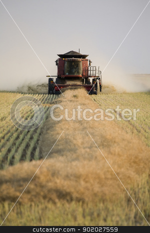Combing Wheat Combing Wheat stock photo, Combing Wheat in Saskatchewan Canada Swathes in rows by Mark Duffy