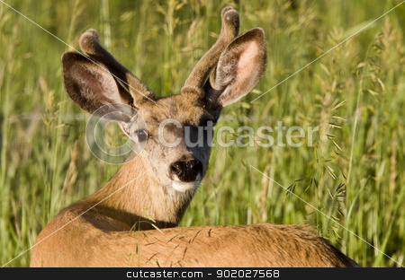To use this stock image in your creative project, please select the size you need over to the right and click the "Add to Cart" button.
Your downloaded image will come with the Cutcaster watermark removed so don’t worry about the watermark you see on this page. Close Up Deer stock photo, Close Up Deer looking in Saskatchewan Canada by Mark Duffy