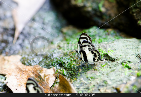 Butterfly butterfly stock photo, butterfly in tropical rain forest. by chatchai