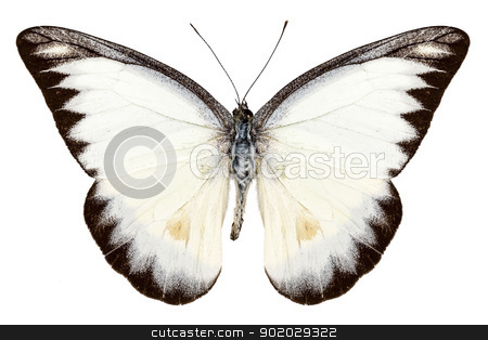 White butterfly species Appias lyncida White butterfly species Appias lyncida stock photo, White butterfly species Appias lyncida isolated on white background by paulrommer