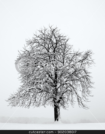 Alone tree in the snow Alone tree in the snow stock photo, Alone tree in the snow by vician