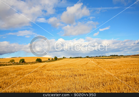 To use this stock image in your creative project, please select the size you need over to the right and click the "Add to Cart" button.
Your downloaded image will come with the Cutcaster watermark removed so don’t worry about the watermark you see on this page. Scenic landscape with fields of wheat stock photo, Scenic landscape with fields of wheat on Summer day by Juliet Photography
